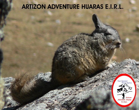 VISCACHA - CONEJO ANDINO